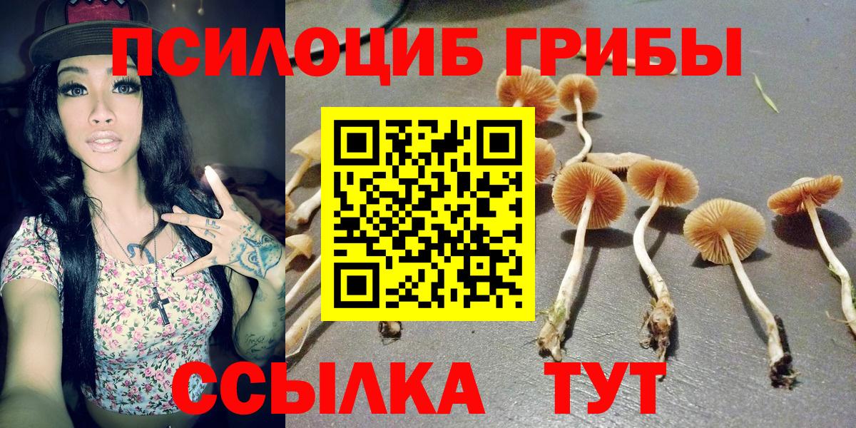 Псилоцибиновые грибы Psilocybe  Вход с VPN  Одинцово  Псилоцибиновые грибы Psilocybe 